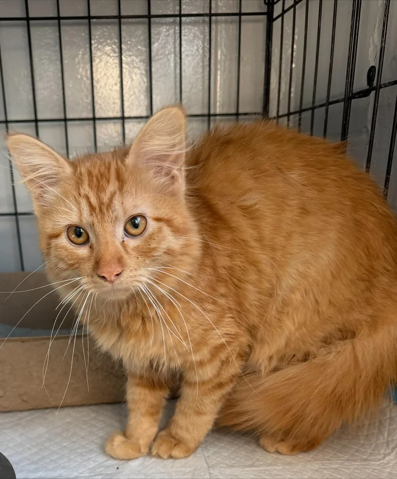 A baby medium-sized female Tabby (Orange / Red) Domestic Long Hair cat named Coraline for adoption in Yorkville, IL