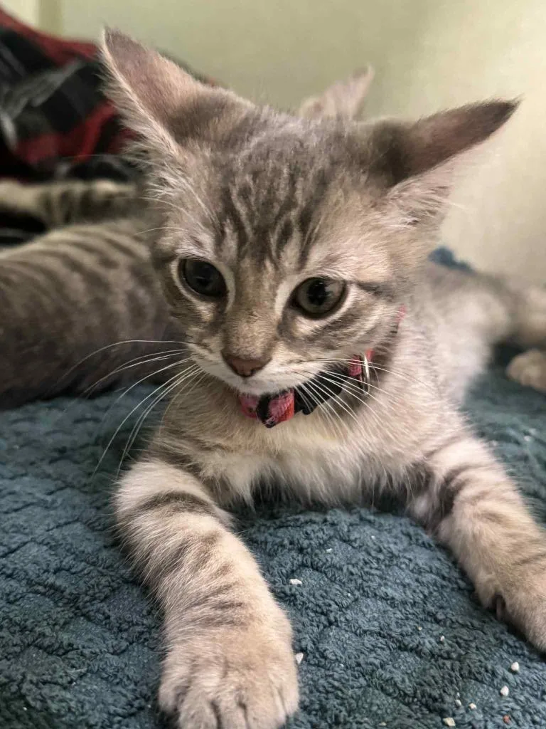 Smudge