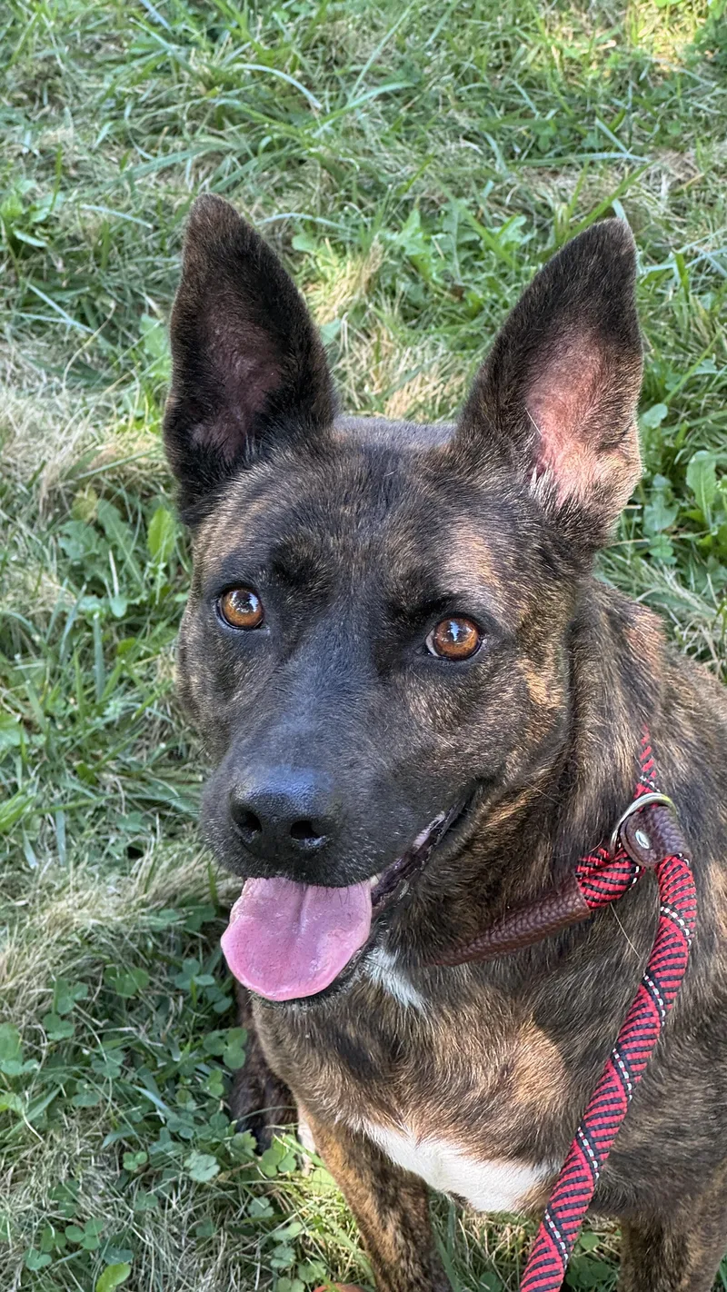 An adult medium-sized female Brindle Dutch Shepherd dog named Cleo for adoption in Cool, CA