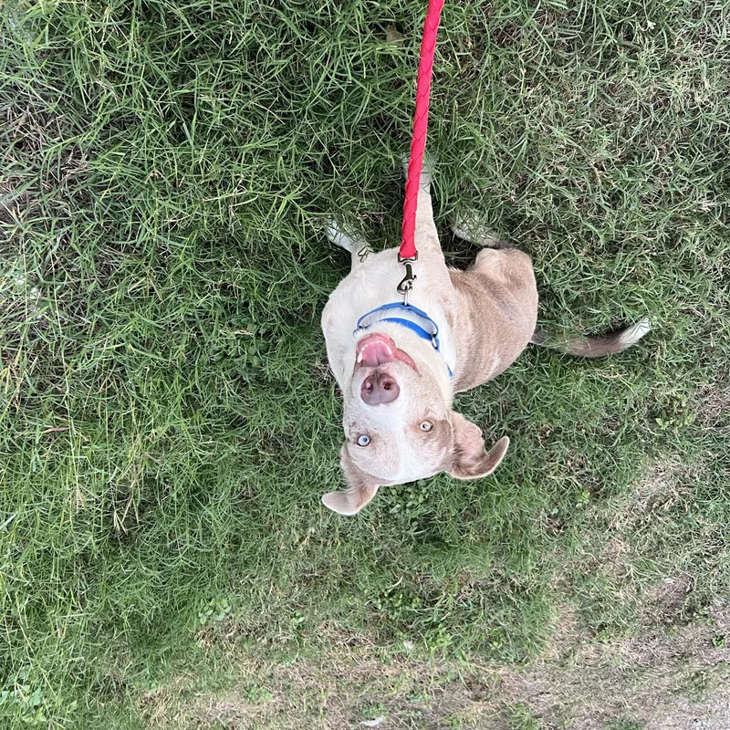 A young large-sized male Gray / Blue / Silver Catahoula Leopard Dog named Dennis for adoption in San Antonio, TX