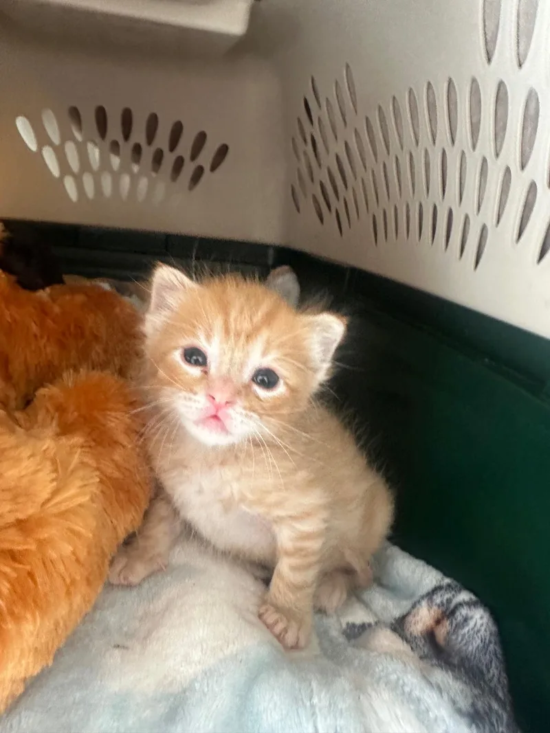 A baby small-sized male Domestic Short Hair cat named Meat Loaf for adoption in Carlsbad, CA