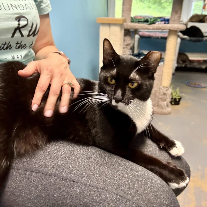 A young medium-sized female Black & White / Tuxedo Domestic Short Hair cat named Origami for adoption in Beacon, NY
