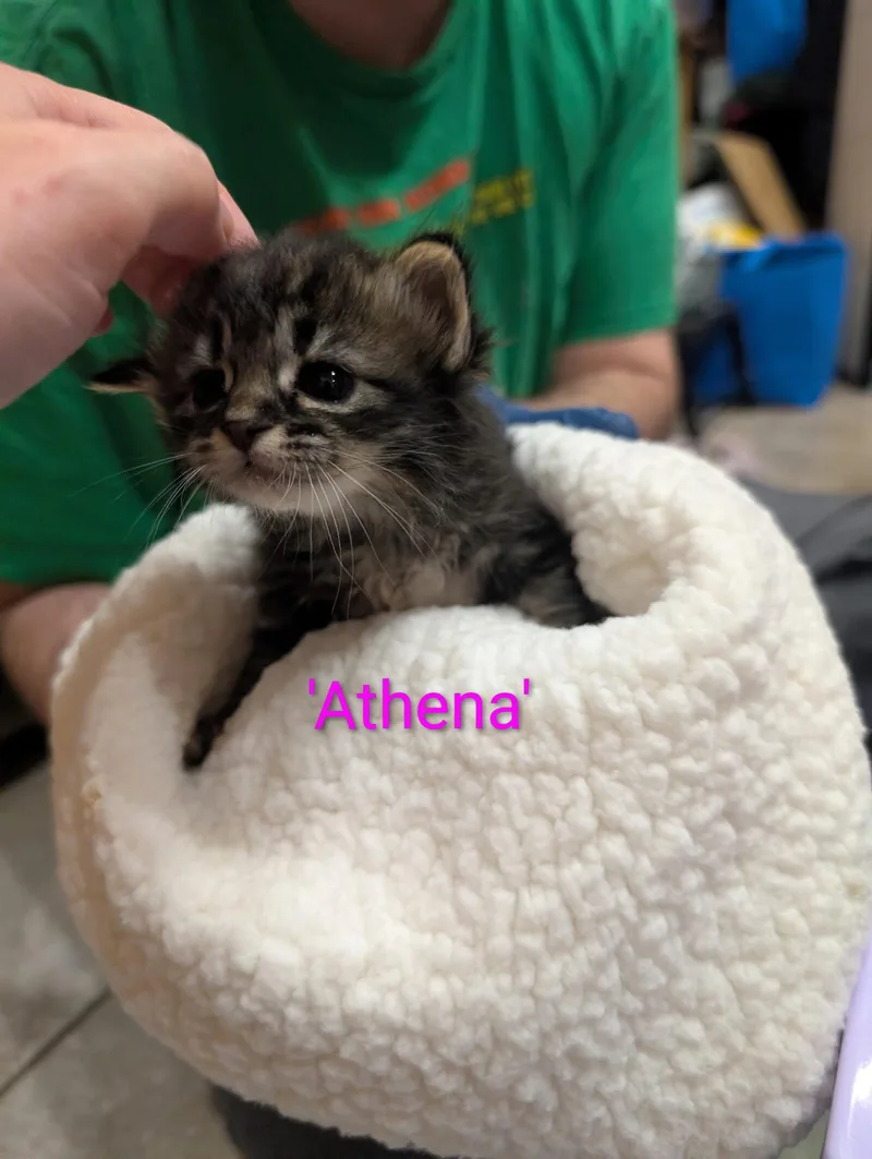 Athena