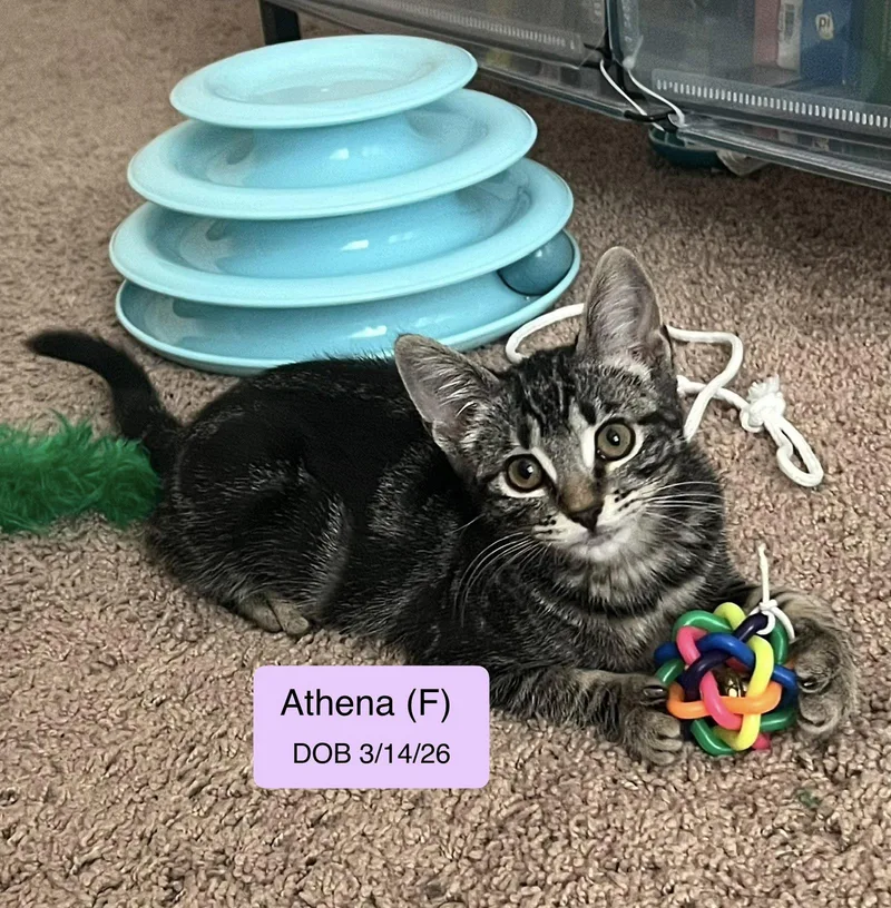 Athena thumbnail 2