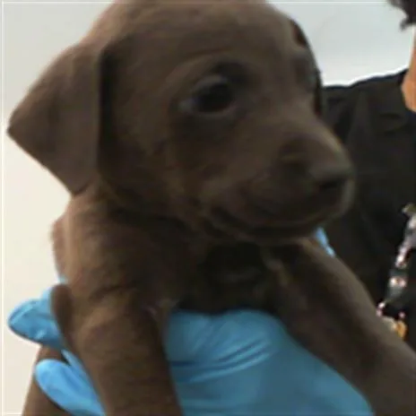 A baby small-sized male Labrador Retriever dog named Crash for adoption in Charlotte, NC