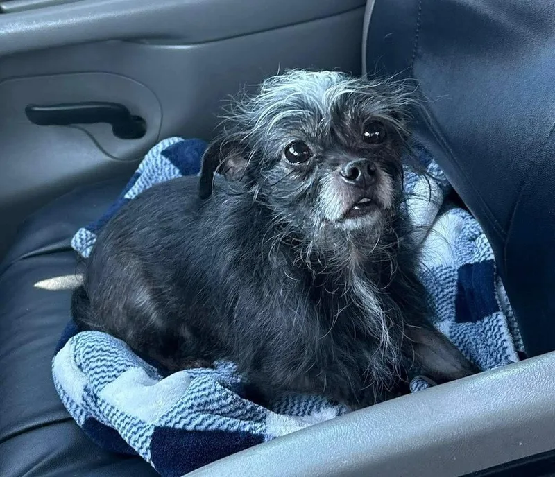 An adult small-sized male Black Chihuahua dog named Louie for adoption in Shawnee, OK
