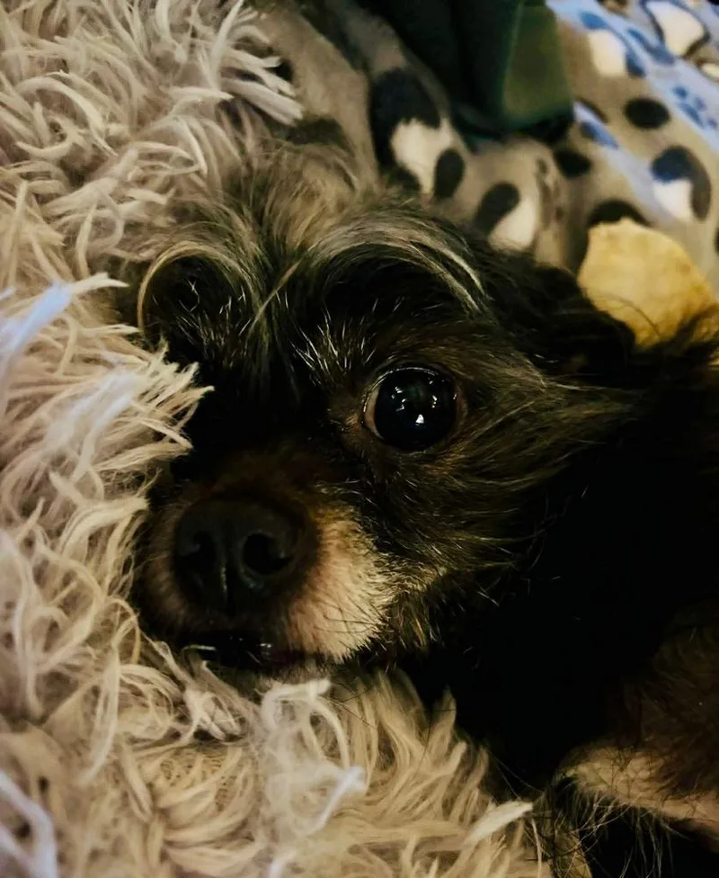 Louie thumbnail 2