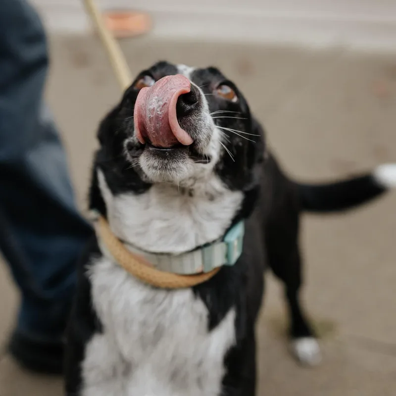 An adult medium-sized female Black Mixed Breed dog named Louise for adoption in Saint Marys, PA