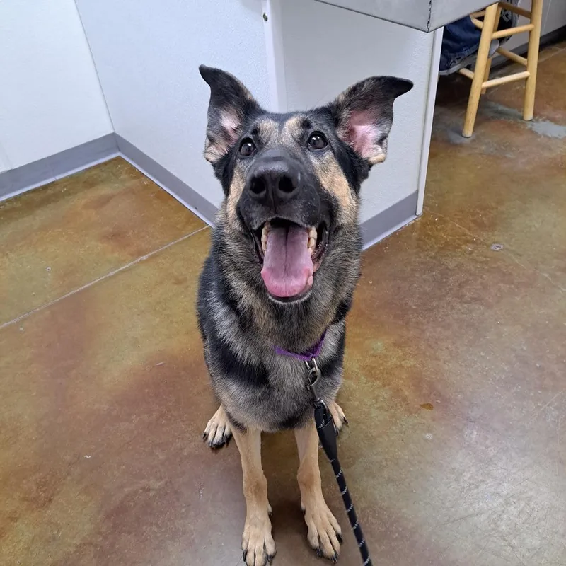 An adult large-sized female Black German Shepherd Dog dog named Khleesi for adoption in Albuquerque, NM