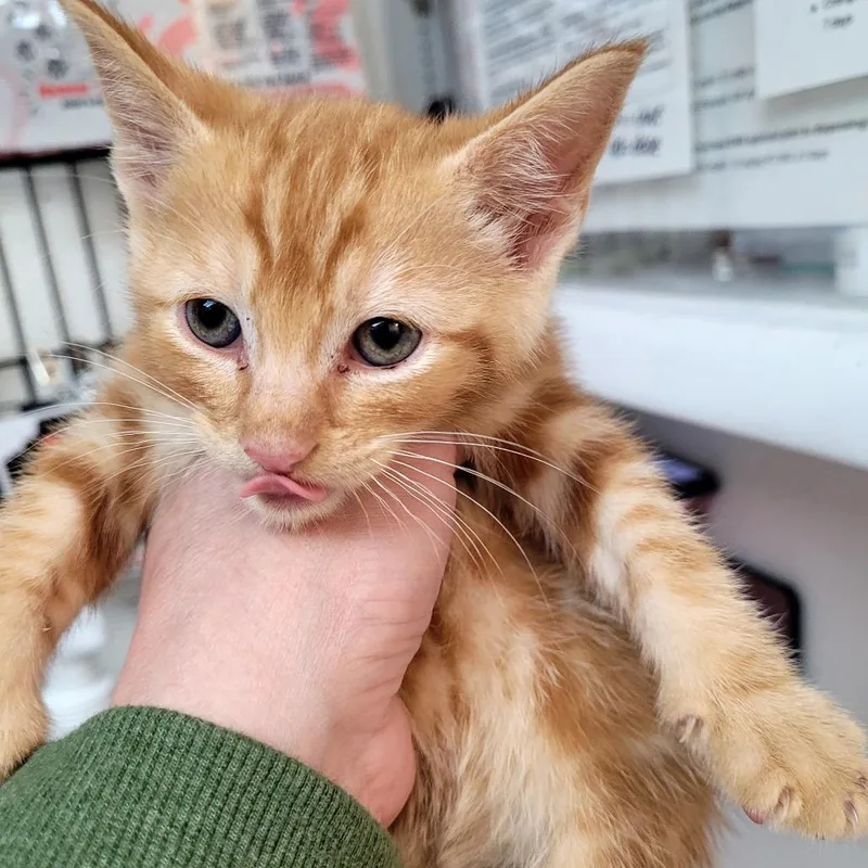 A baby small-sized male Domestic Short Hair cat named Winston for adoption in Allyn, WA