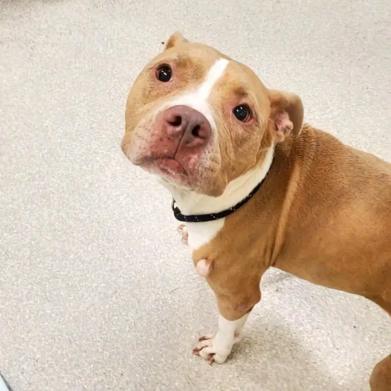 A senior medium-sized female Yellow / Tan / Blond / Fawn Pit Bull Terrier dog named Lily for adoption in Novelty, OH
