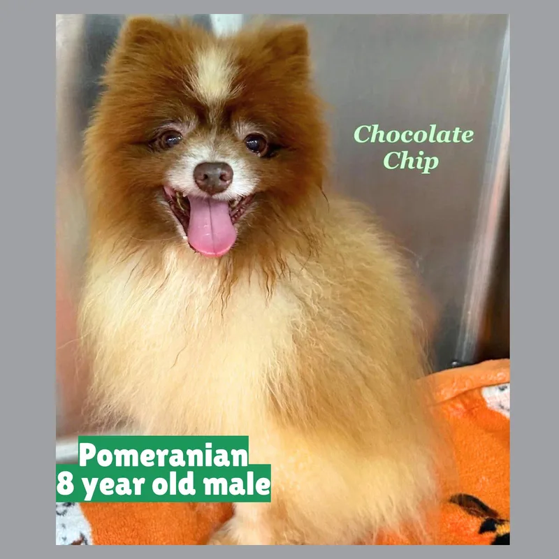 Chocolate Chip thumbnail 3