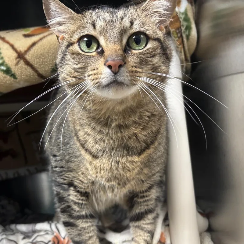 An adult large-sized male Brown / Chocolate Domestic Short Hair cat named Winston for adoption in Grand Rapids, MI