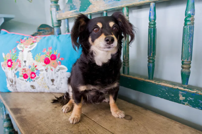 Missy Prissy Pants thumbnail 3