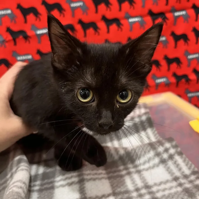 A baby small-sized female Black Domestic Short Hair cat named Mallorie for adoption in Washburn, MO