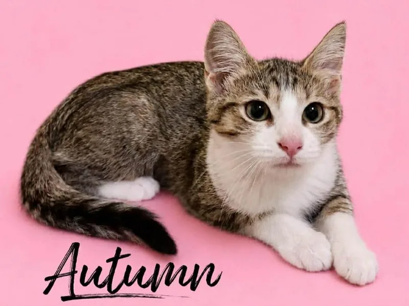 Autumn