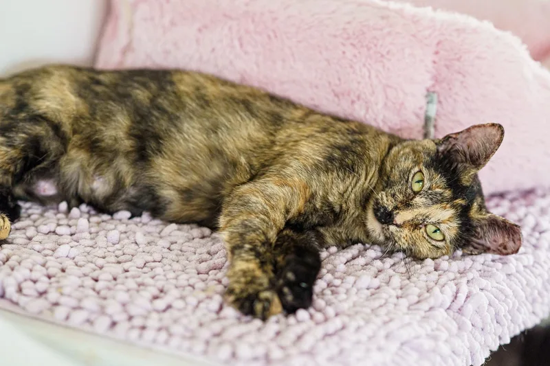 An adult medium-sized female Tortoiseshell cat named Mars for adoption in LAMPASAS, TX