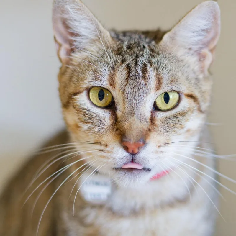 An adult medium-sized female Domestic Short Hair cat named Litmus Test for adoption in Hot Springs, AR