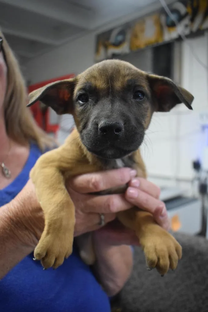 A baby medium-sized male American Bulldog dog named Cam for adoption in Pahrump, NV