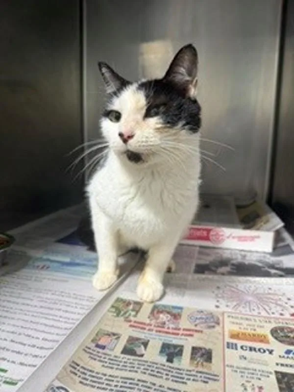 An adult medium-sized female Domestic Short Hair cat named Jj for adoption in Dallas, GA