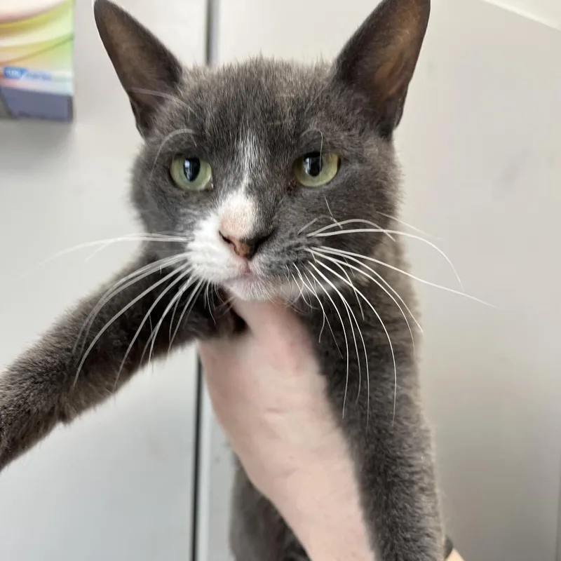 A young medium-sized female Gray / Blue / Silver Domestic Short Hair cat named Blue Bonnet for adoption in Columbiana, AL