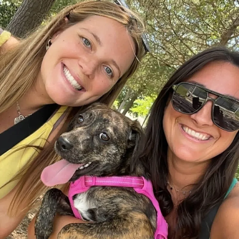 A baby medium-sized female Brindle Feist dog named Izzy for adoption in Cumberland, RI