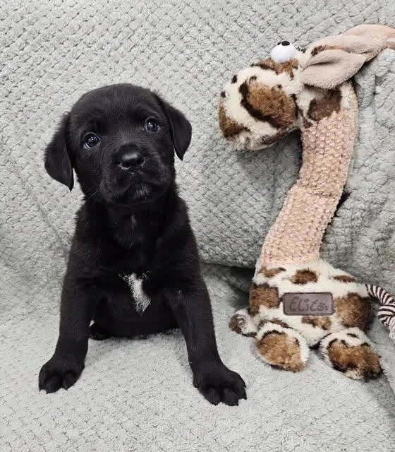 A baby large-sized male Black Rottweiler dog named Charlie for adoption in East Sparta, OH