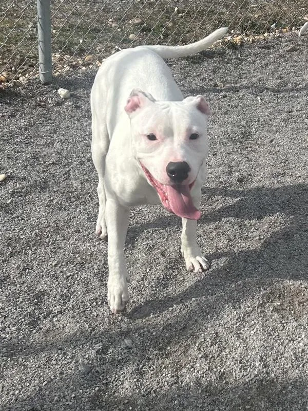 A young medium-sized female American Staffordshire Terrier dog named Bebe for adoption in Morristown, TN