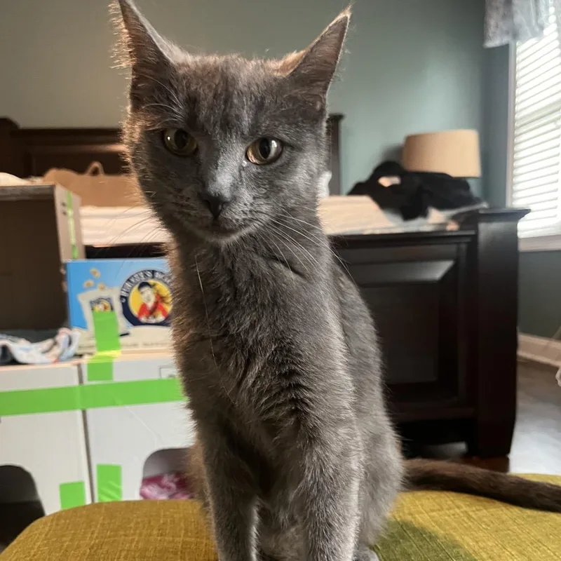A young medium-sized female Gray / Blue / Silver Domestic Short Hair cat named Muffy for adoption in Naperville, IL