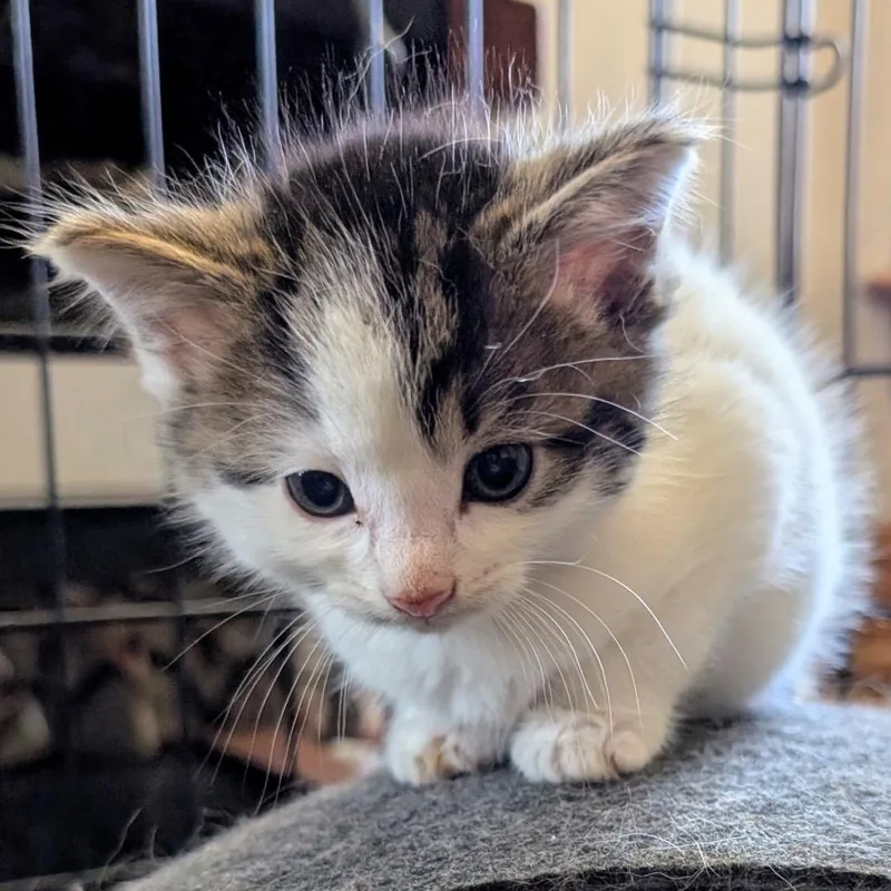 A young medium-sized male White Domestic Short Hair cat named Latte for adoption in Toledo, OH