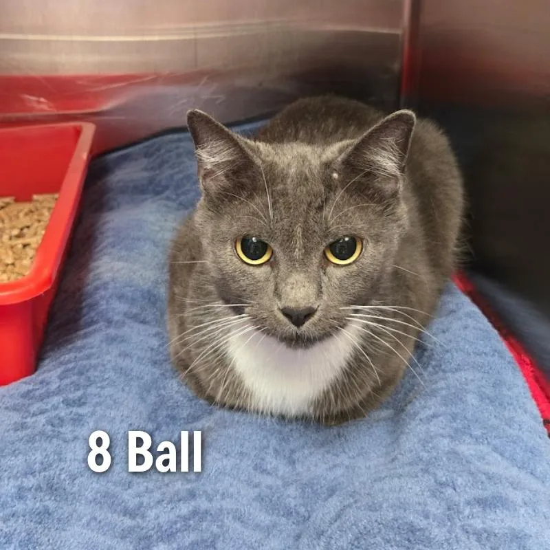 An adult medium-sized female American Shorthair cat named Ball for adoption in Oak Ridge, TN