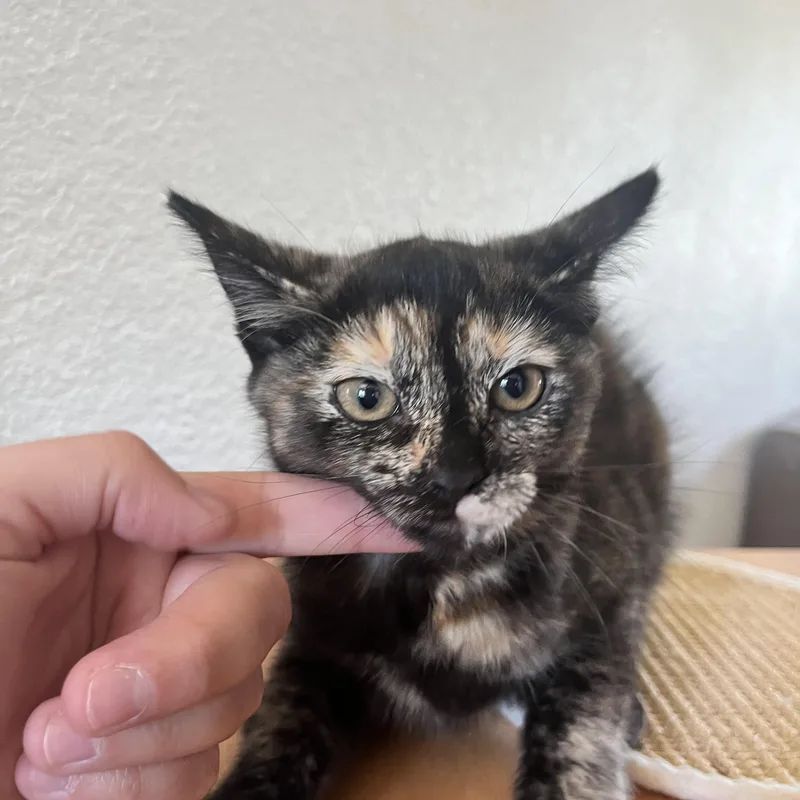 A baby medium-sized female Tortoiseshell Domestic Short Hair cat named Irene for adoption in Santa Ana, CA
