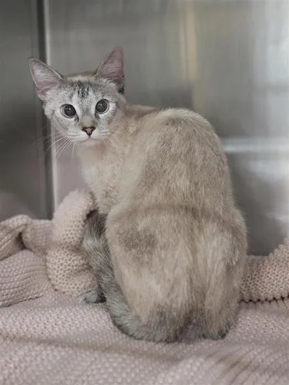 An adult medium-sized female Domestic Short Hair cat named Chai for adoption in Largo, FL