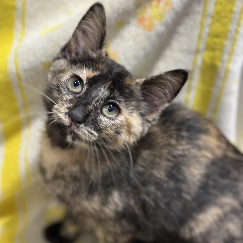 A baby small-sized female Tortoiseshell Domestic Short Hair cat named Sophia for adoption in Matteson, IL