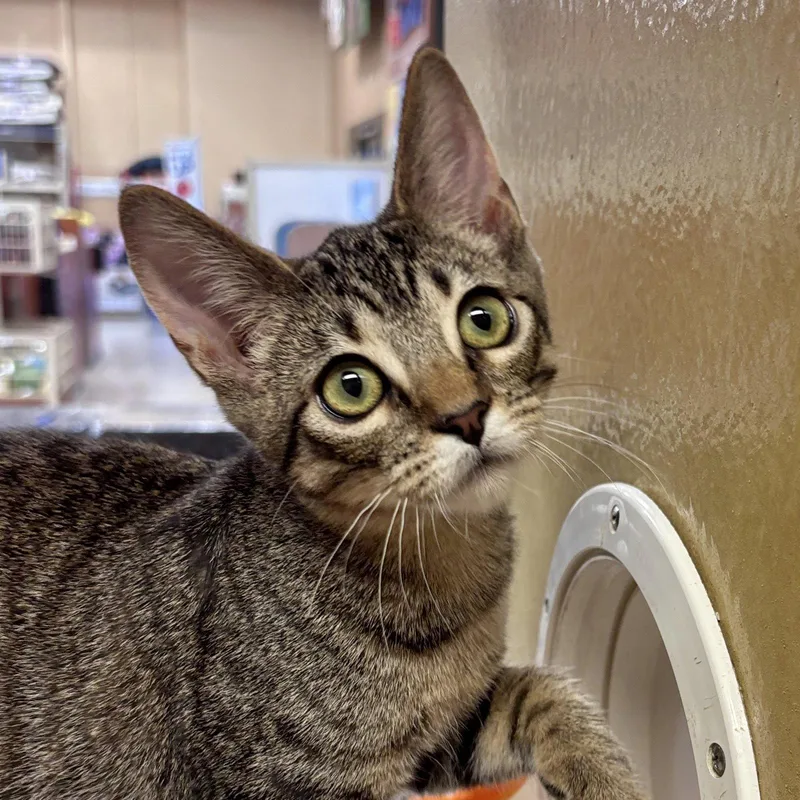 A baby medium-sized female Domestic Short Hair cat named Lucy for adoption in Sonora, CA