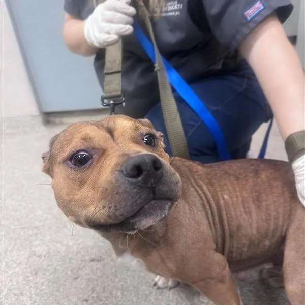 An adult medium-sized female Brown / Chocolate Mixed Breed dog named Lola for adoption in Jacksonville, FL