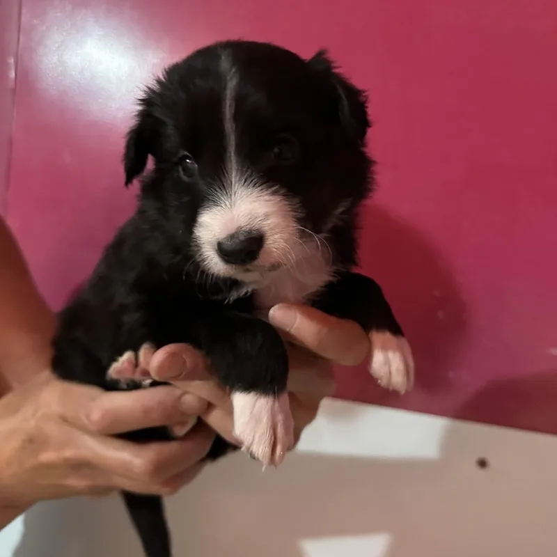 A baby medium-sized male Black Border Collie dog named Alejandro for adoption in Point Richmond, CA