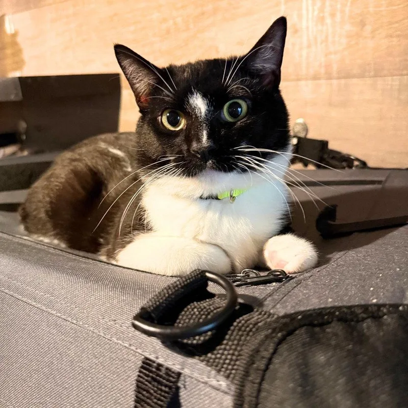 An adult medium-sized male Black & White / Tuxedo Domestic Short Hair cat named Charlie for adoption in Brooklyn, NY