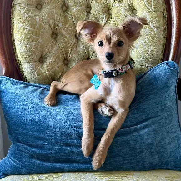 A baby small-sized female Golden Chihuahua dog named Shumi for adoption in Midlothian, VA