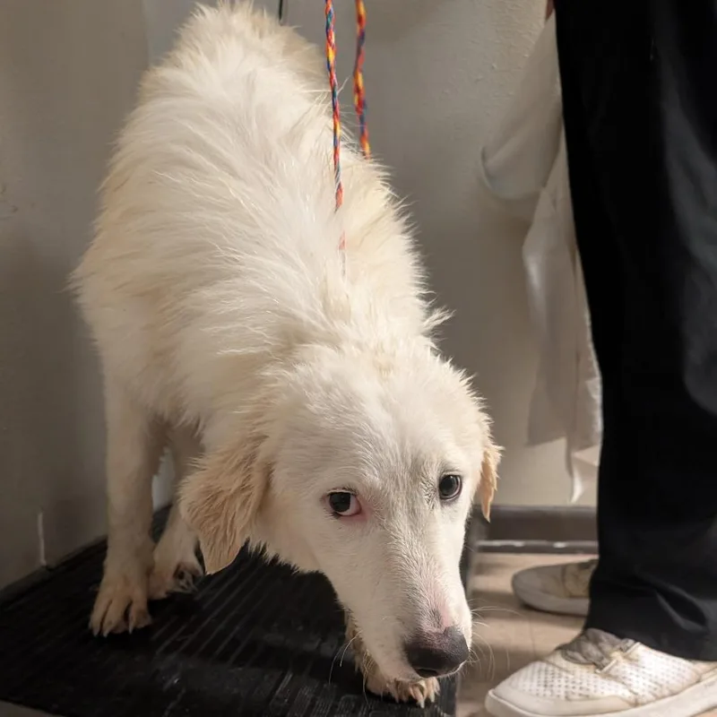 A young large-sized female Great Pyrenees dog named Euryale for adoption in Bryan, TX