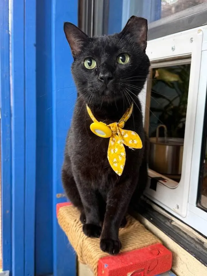 A young medium-sized male Domestic Short Hair cat named Frank for adoption in Keller, TX