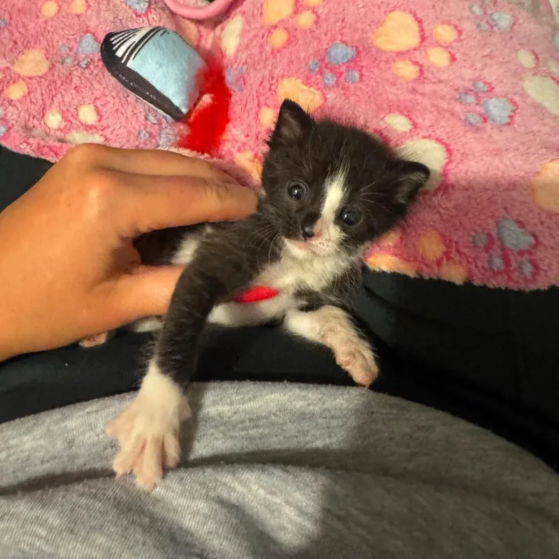A baby small-sized female Domestic Short Hair cat named Oreo for adoption in Chicago, IL