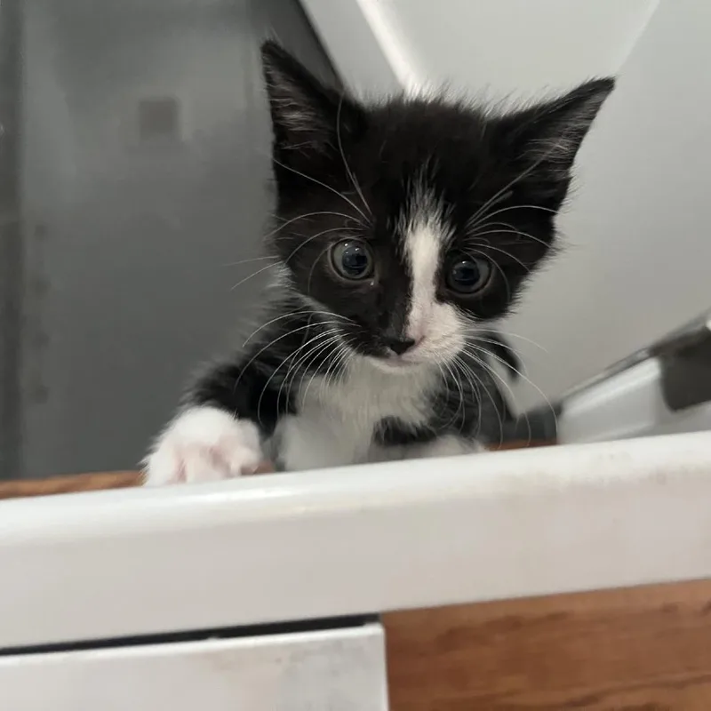 Oreo thumbnail 2