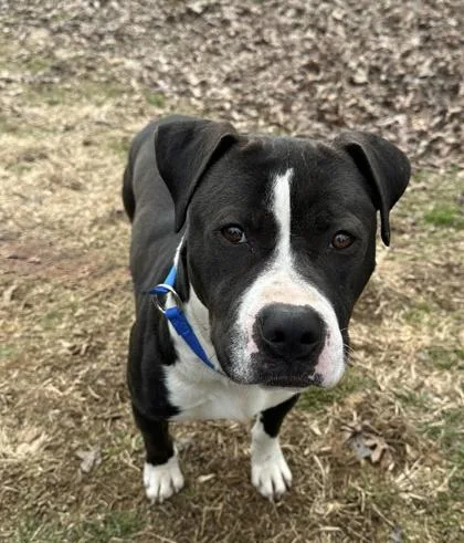A young large-sized male Pit Bull Terrier dog named Jammies for adoption in Knoxville, TN