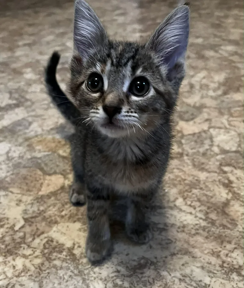 A baby small-sized female Tabby (Buff / Tan / Fawn) Domestic Short Hair cat named Wanda for adoption in Elyria, OH