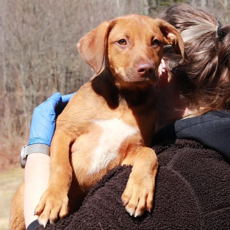 Ct Bandit thumbnail 3