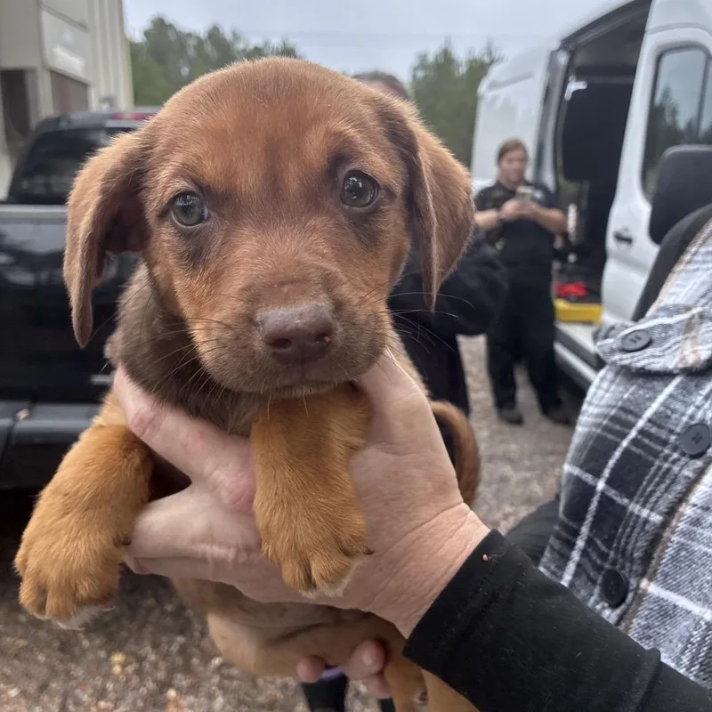 Ct Bandit thumbnail 4