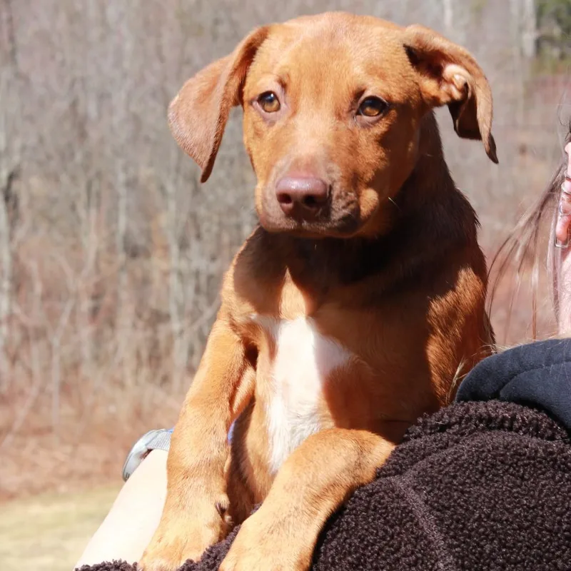 Ct Bandit thumbnail 5