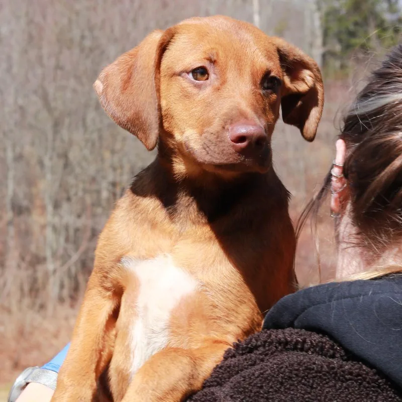 Ct Bandit thumbnail 6