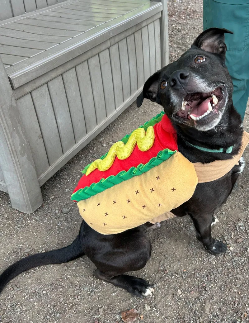 An adult medium-sized male Black Staffordshire Bull Terrier dog named Nacho for adoption in Phoenix, OR